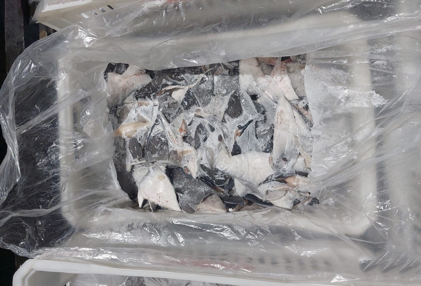 Βραζιλία: Κατασχέθηκε ποσότητα – ρεκόρ  πτερυγίων καρχαρία – Ανω των 28 τόνων-1