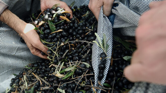 μειωμένη-έως-και-μηδενική-η-καρποφορί-562496854