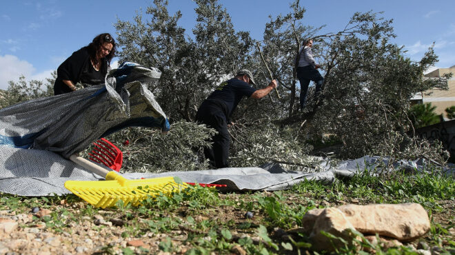 διπλάσια-η-εφετινή-παραγωγή-επιτραπέ-562488631