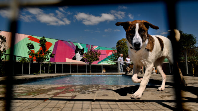 πλατφόρμα-για-τα-ζώα-και-τη-διαχείριση-562488799