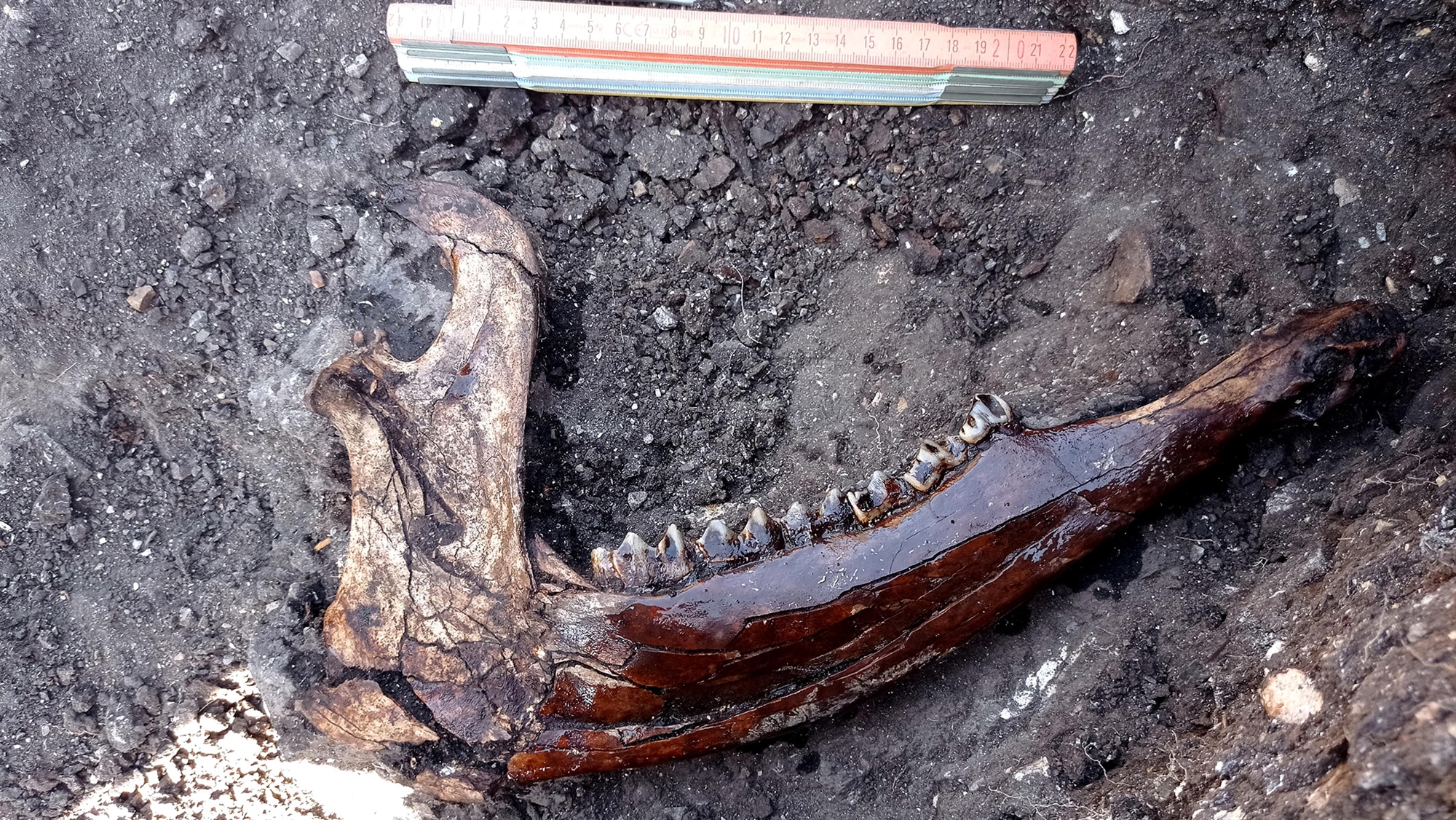 Η Ελλάδα στον χάρτη της ανθρώπινης εξέλιξης – Μυστικά 700.000 ετών στη Μεγαλόπολη-4