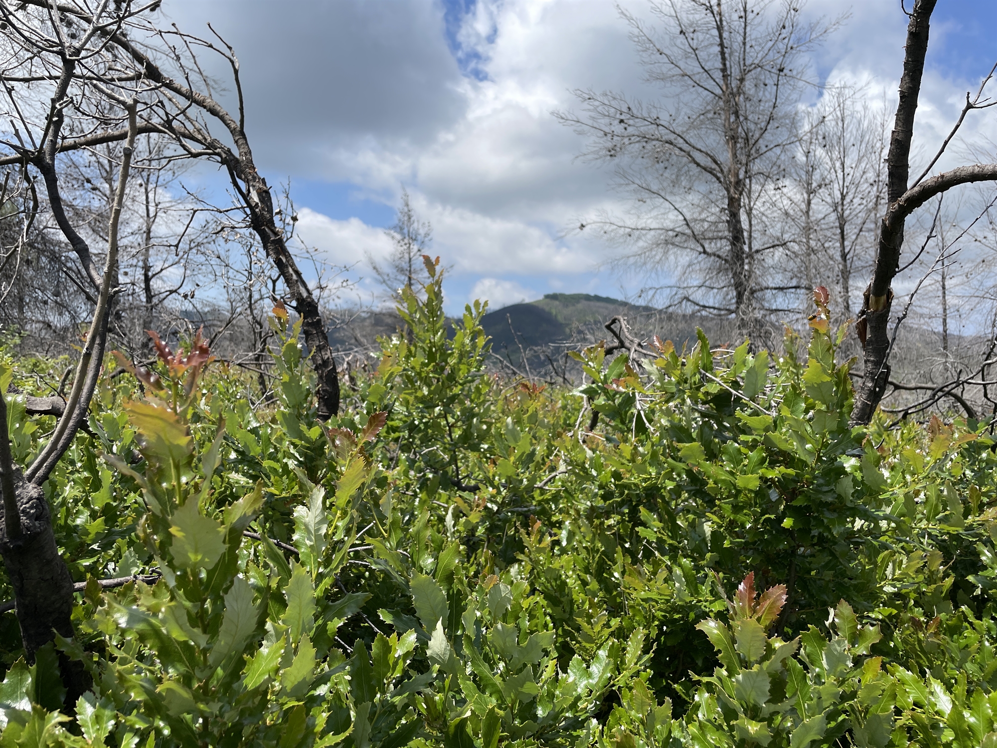 Προσκύνημα στις νεογέννητες δρυς της βόρειας Εύβοιας-2