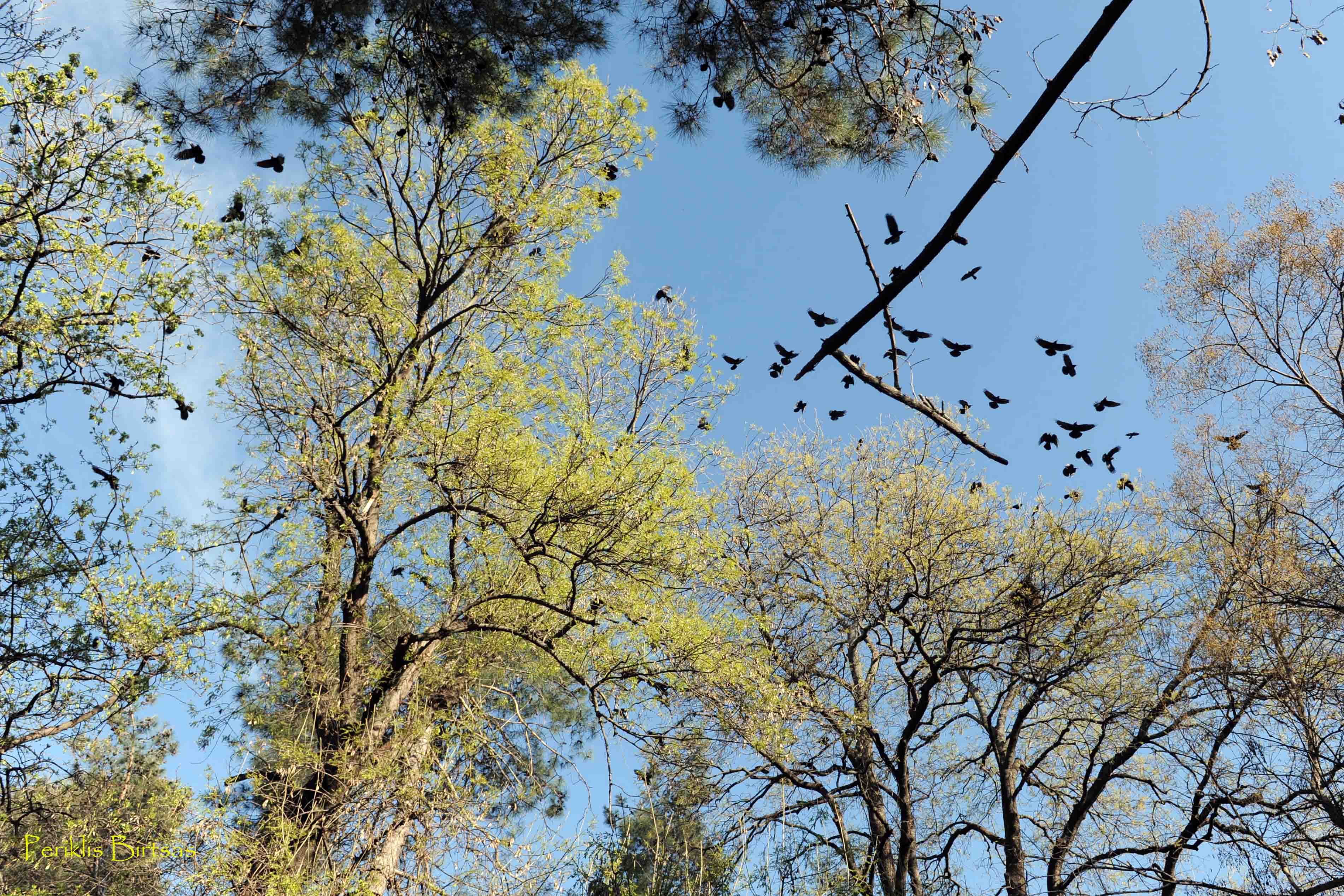 Γέμισε κορακοειδή η Καρδίτσα – Γιατί οι επιστήμονες προσπαθούν να τα περιορίσουν-1