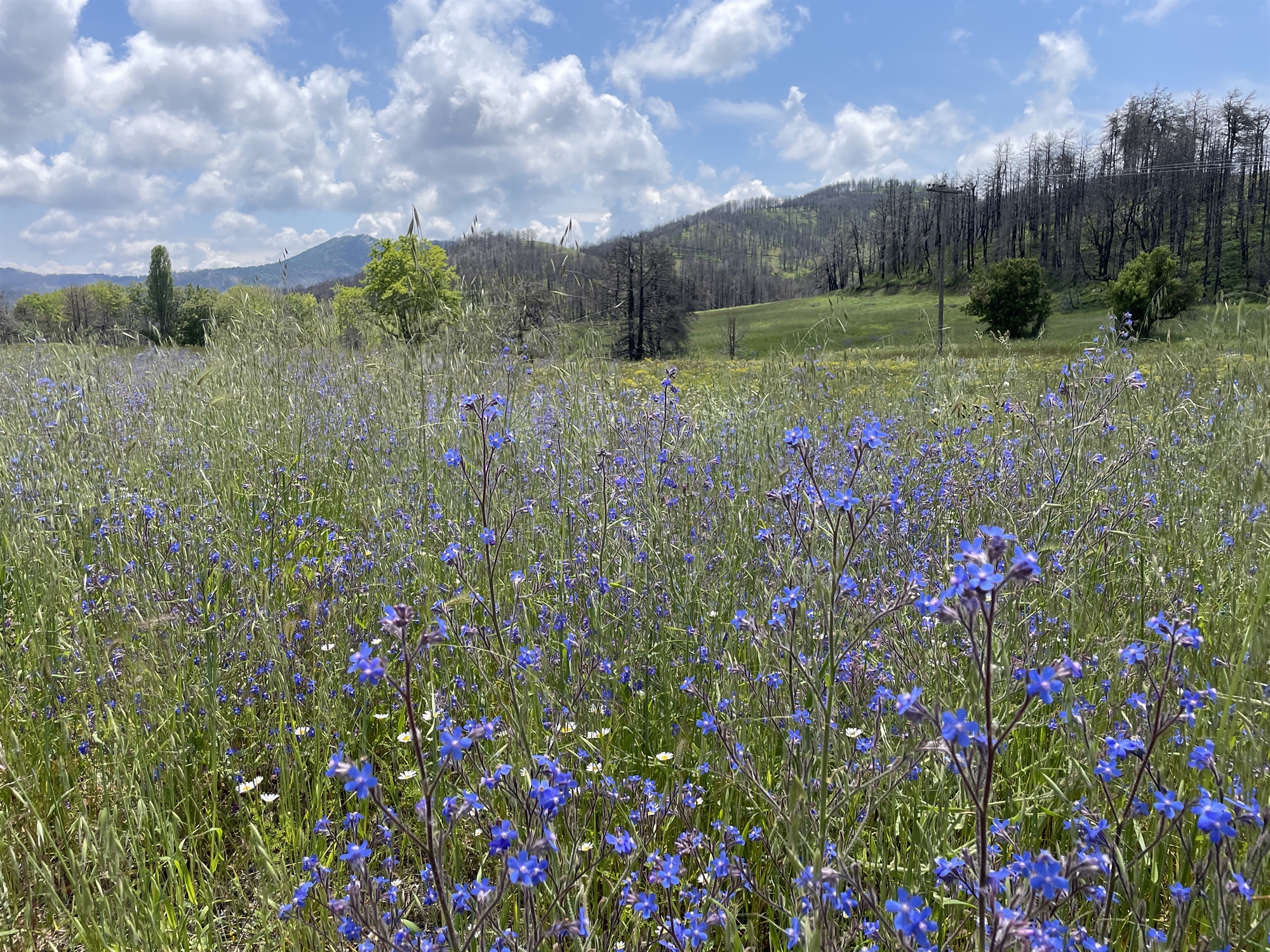 προσκύνημα-στις-νεογέννητες-δρυς-της-562452718