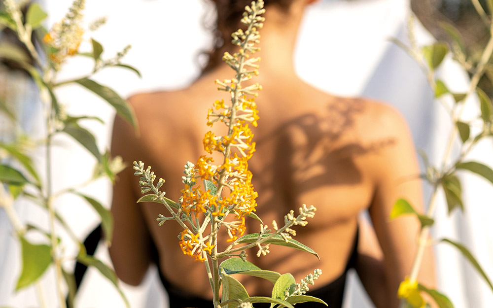 μπουτλέια-ένα-εντομοαπωθητικό-φυτό-γ-562453564