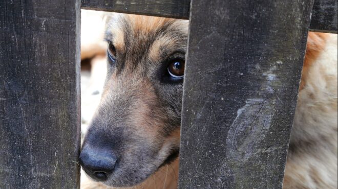 ζάκυνθος-συνελήφθη-75χρονος-που-έσερνε-562495918