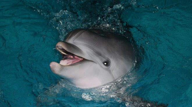 τα-θηλυκά-δελφίνια-μιλούν-μωρουδίστ-562492204