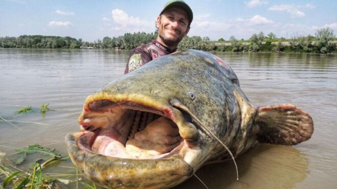 ιταλός-ψαράς-έπιασε-στον-πάδο-το-μεγαλ-562473931
