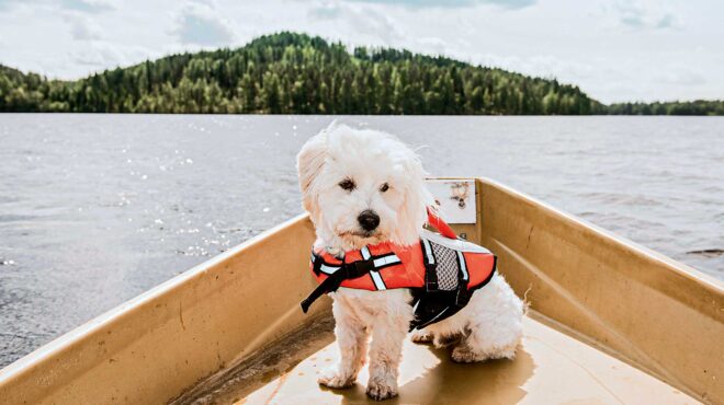 χρειάζεται-ο-σκύλος-σας-σωσίβιο-562474804