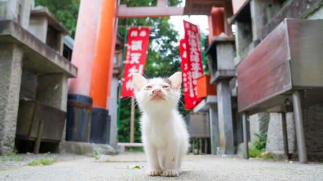 ιαπωνία-εφαρμογή-ανιχνεύει-τον-πόνο-562498309