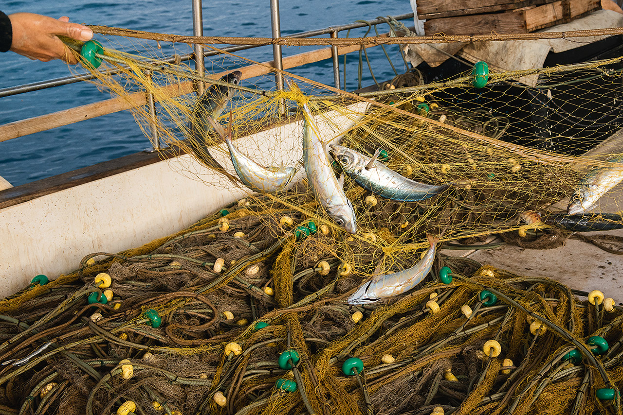 Αρματώσαμε δίχτυα και βγήκαμε για μπακαλιάρους στον Μεσσηνιακό κόλπο-3
