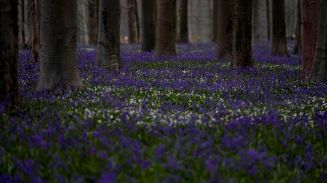 η-χαμένη-ανοιξη-και-οι-επιπτώσεις-της-562490674