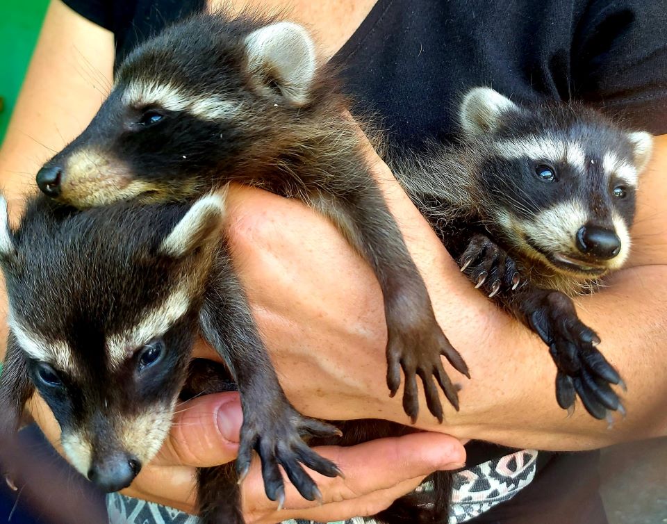 ουκρανία-η-κατάρρευση-του-φράγματος-έ-562458190