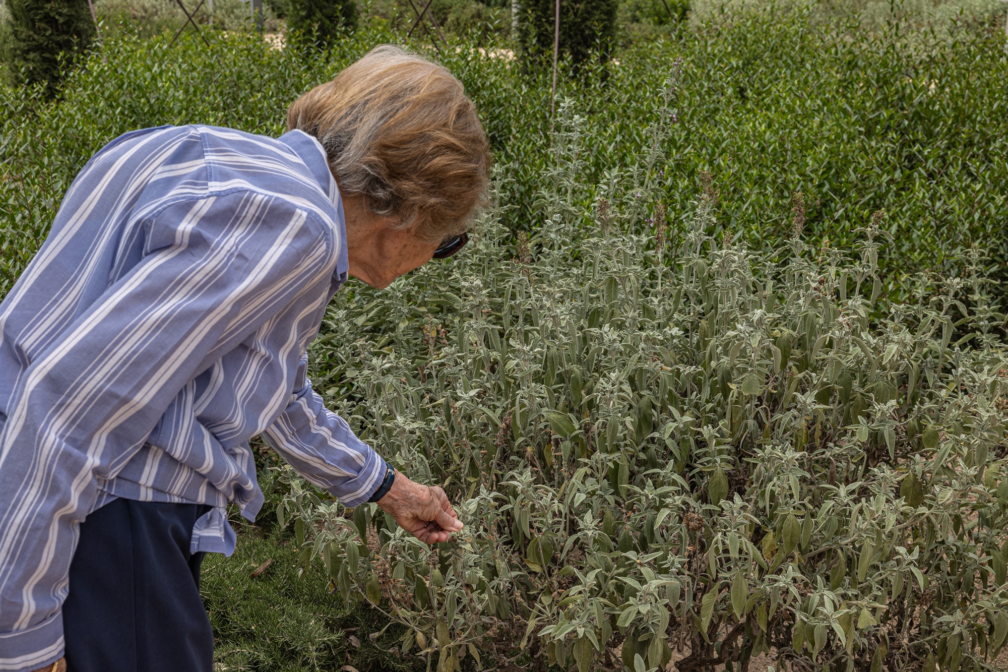 Ηχοι και μυρωδιές στον δρόμο των αναμνήσεων-1