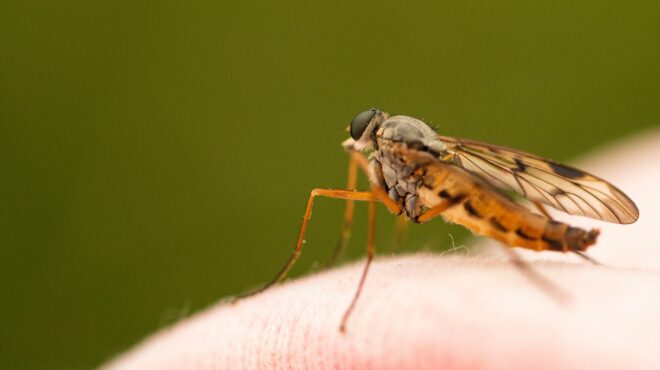 καμπανάκι-του-ecdc-για-τα-κρούσματα-δάγ-562484428