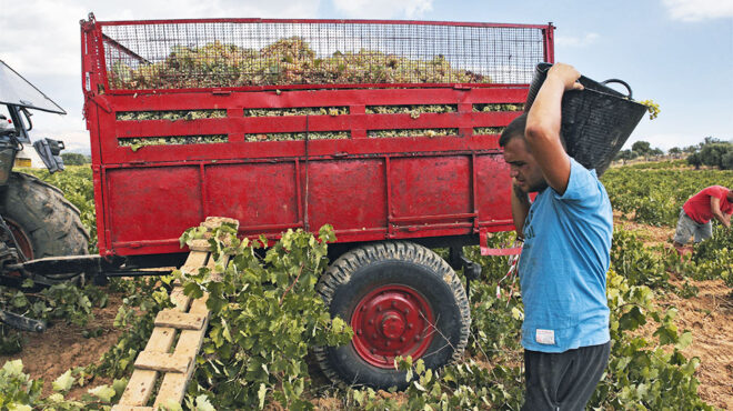 δυσοίωνο-μέλλον-για-τα-αμπέλια-562474501