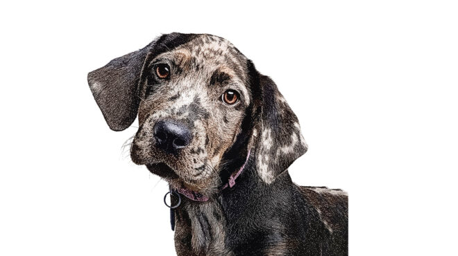 πενθούν-οι-σκύλοι-562498354