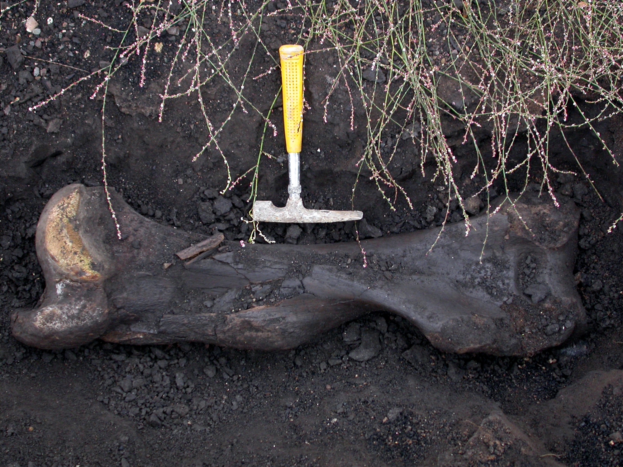 Η Ελλάδα στον χάρτη της ανθρώπινης εξέλιξης – Μυστικά 700.000 ετών στη Μεγαλόπολη-2