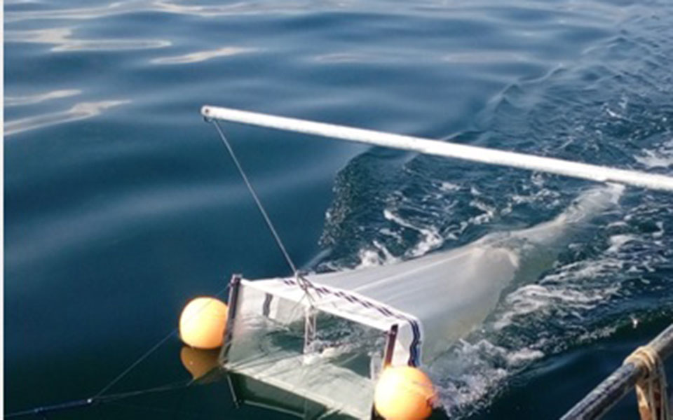 Μικροπλαστικά στο πιάτο μας μέσω των ψαριών-2