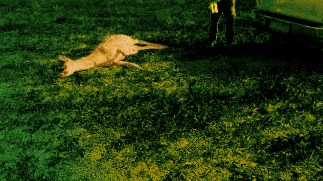 μυστήριο-με-τα-τρία-νεκρά-ελάφια-στη-λί-562466665