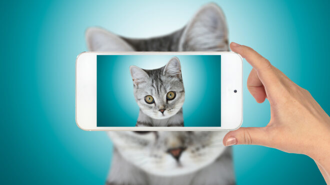 τα-κατοικίδια-του-tik-tok-εργάζονται-υπερωρ-562496572