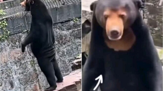 κίνα-οι-αρκούδες-μας-είναι-αρκούδες-ό-562547125