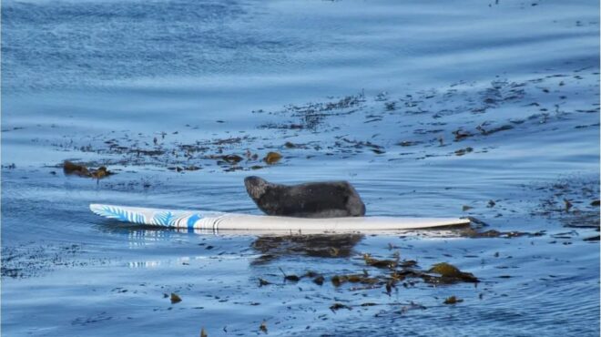 καλιφόρνια-επιθετική-βίδρα-κυνηγά-562518712