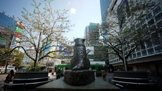 χάτσικο-ο-πιο-πιστός-σκύλος-στον-κόσμο-562501741