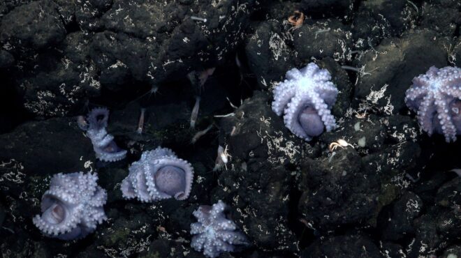 επιστήμονες-ανακάλυψαν-σπάνιο-μαιε-562503691