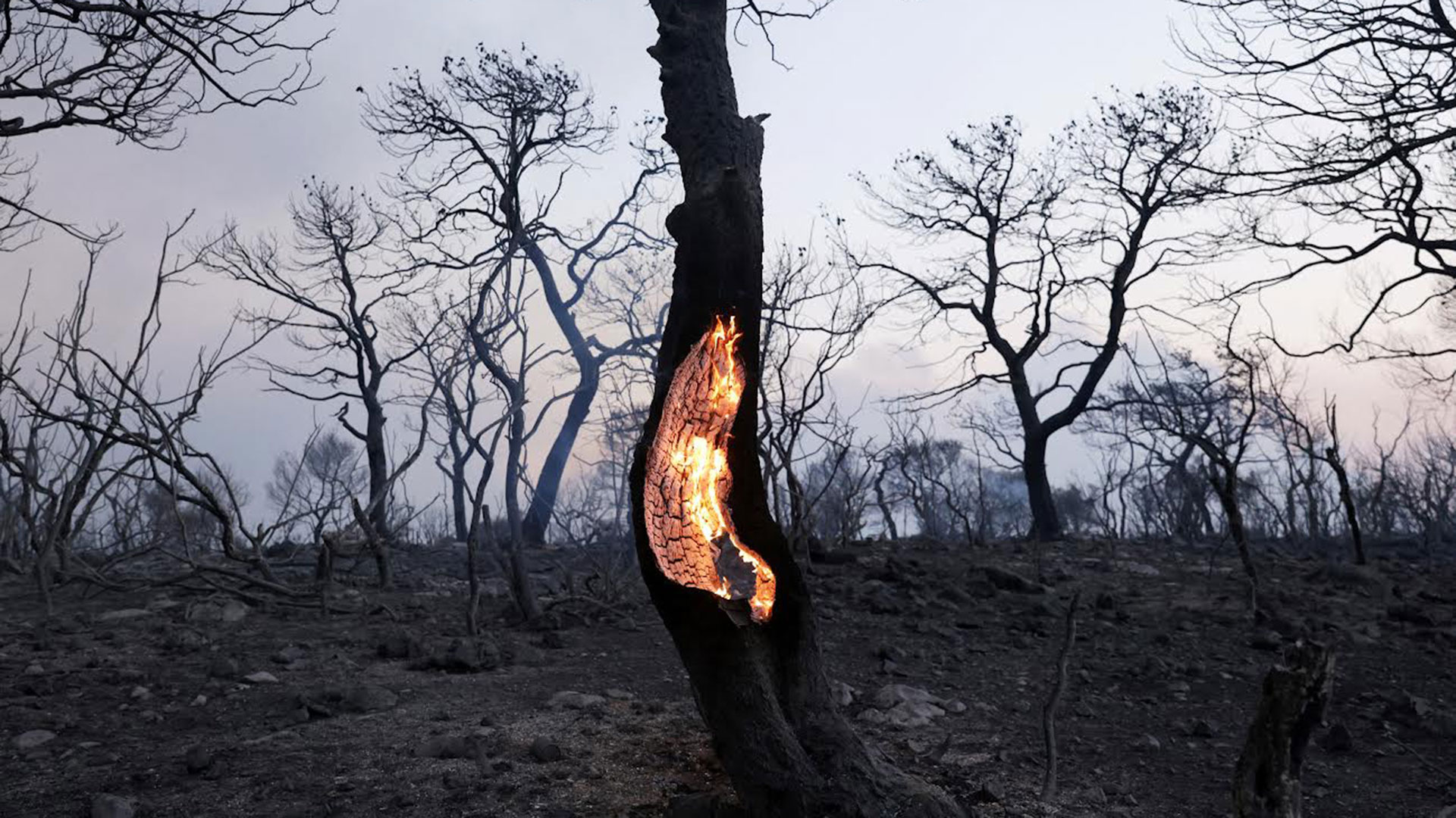 γίνεται-να-πενθείς-τα-δάση-562532728