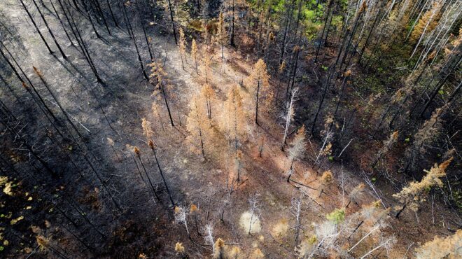 λίφτινγκ-στα-δάση-για-να-αντέχουν-562544719