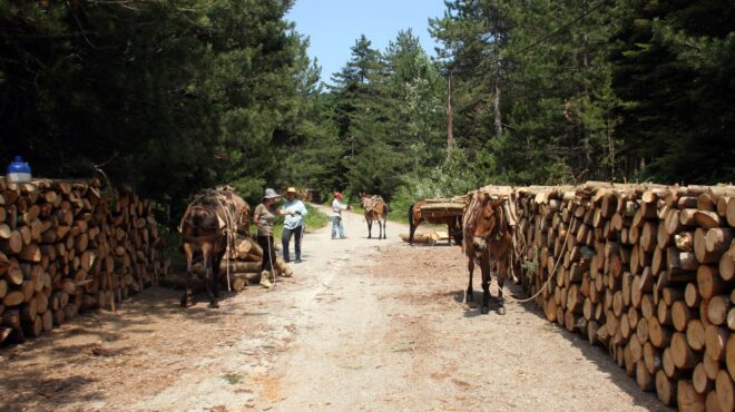 το-φιτίλι-των-πυρκαγιών-άναψε-τον-χειμ-562538812
