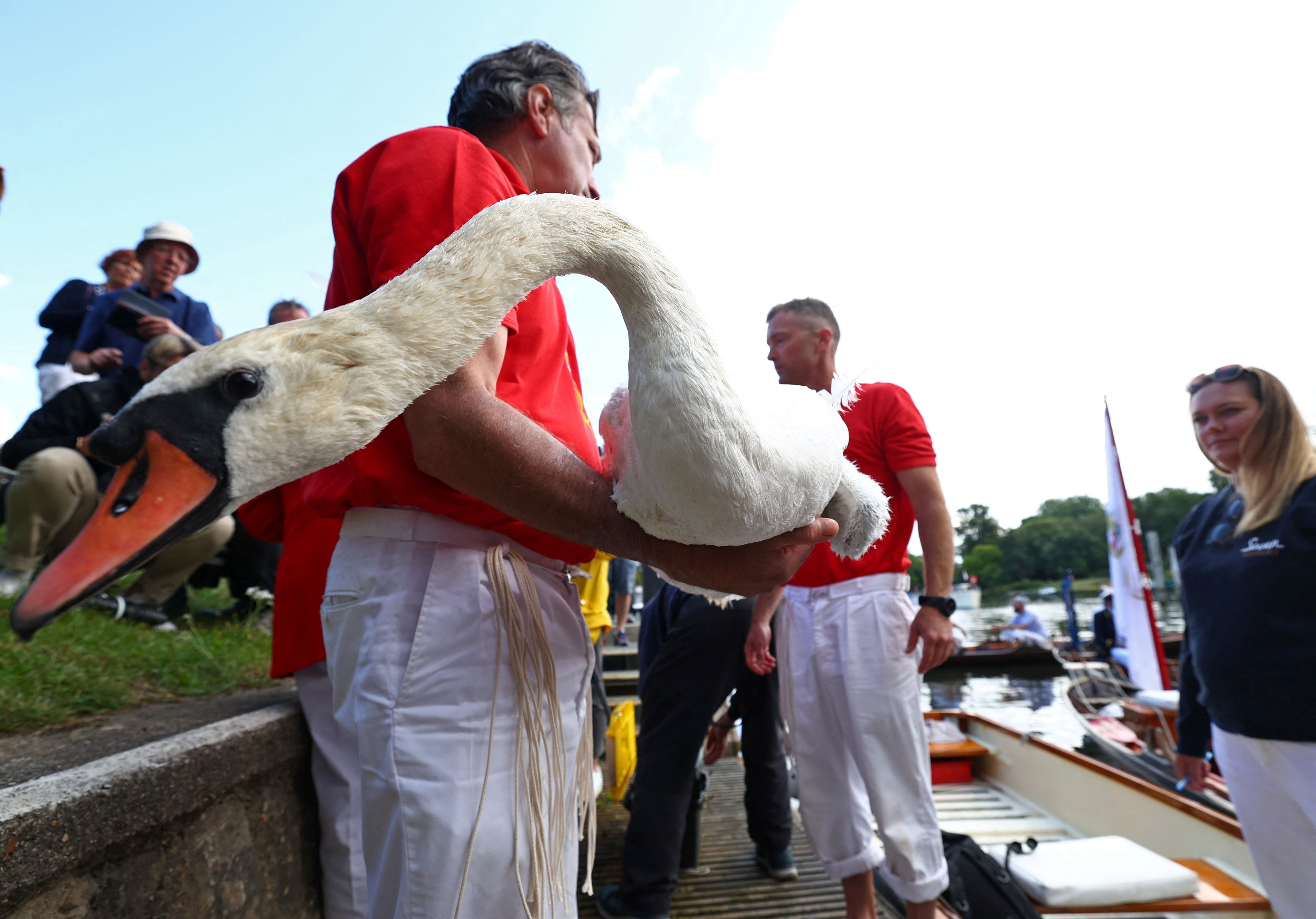 Μετρώντας κύκνους στον Τάμεση-6