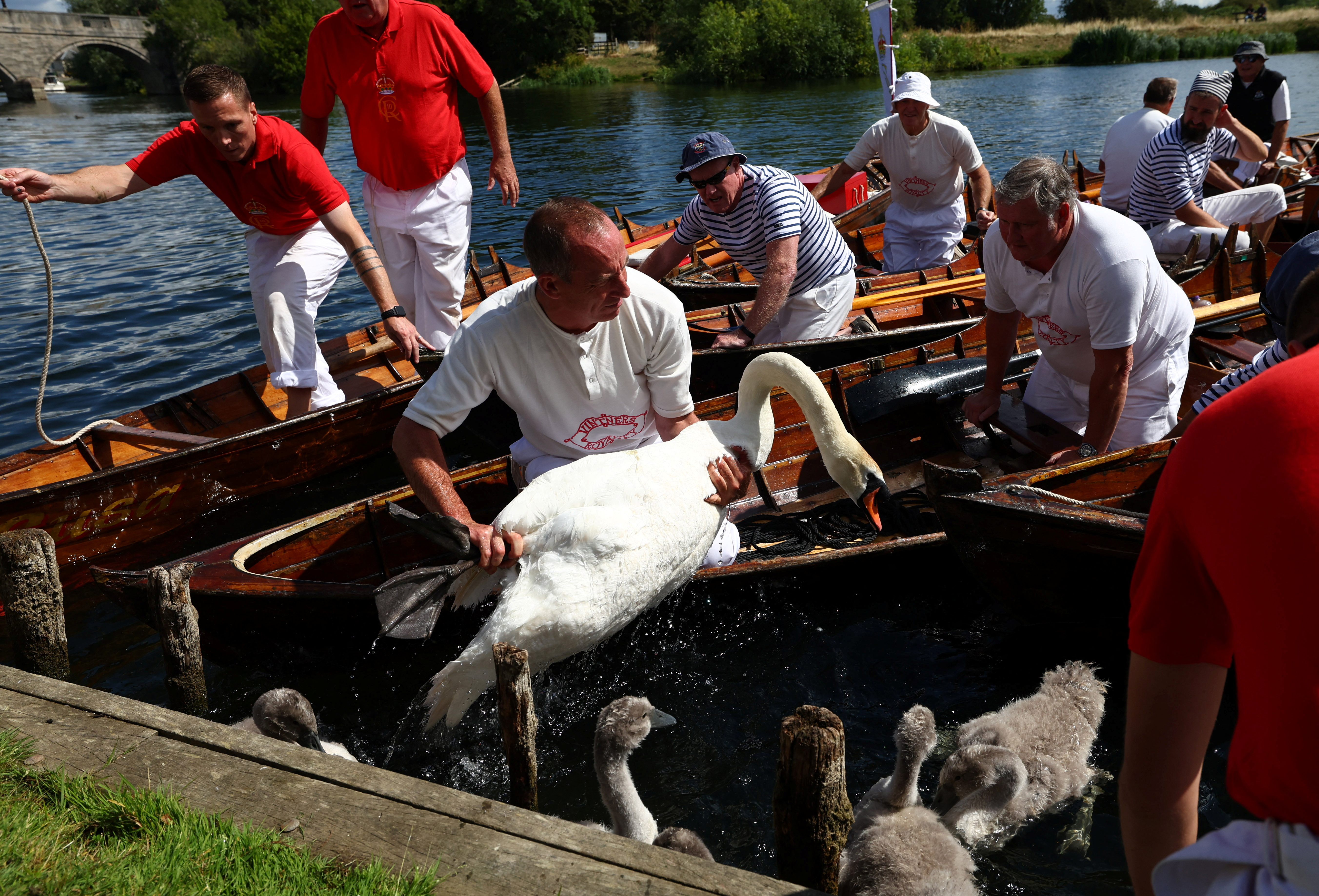 Μετρώντας κύκνους στον Τάμεση-3