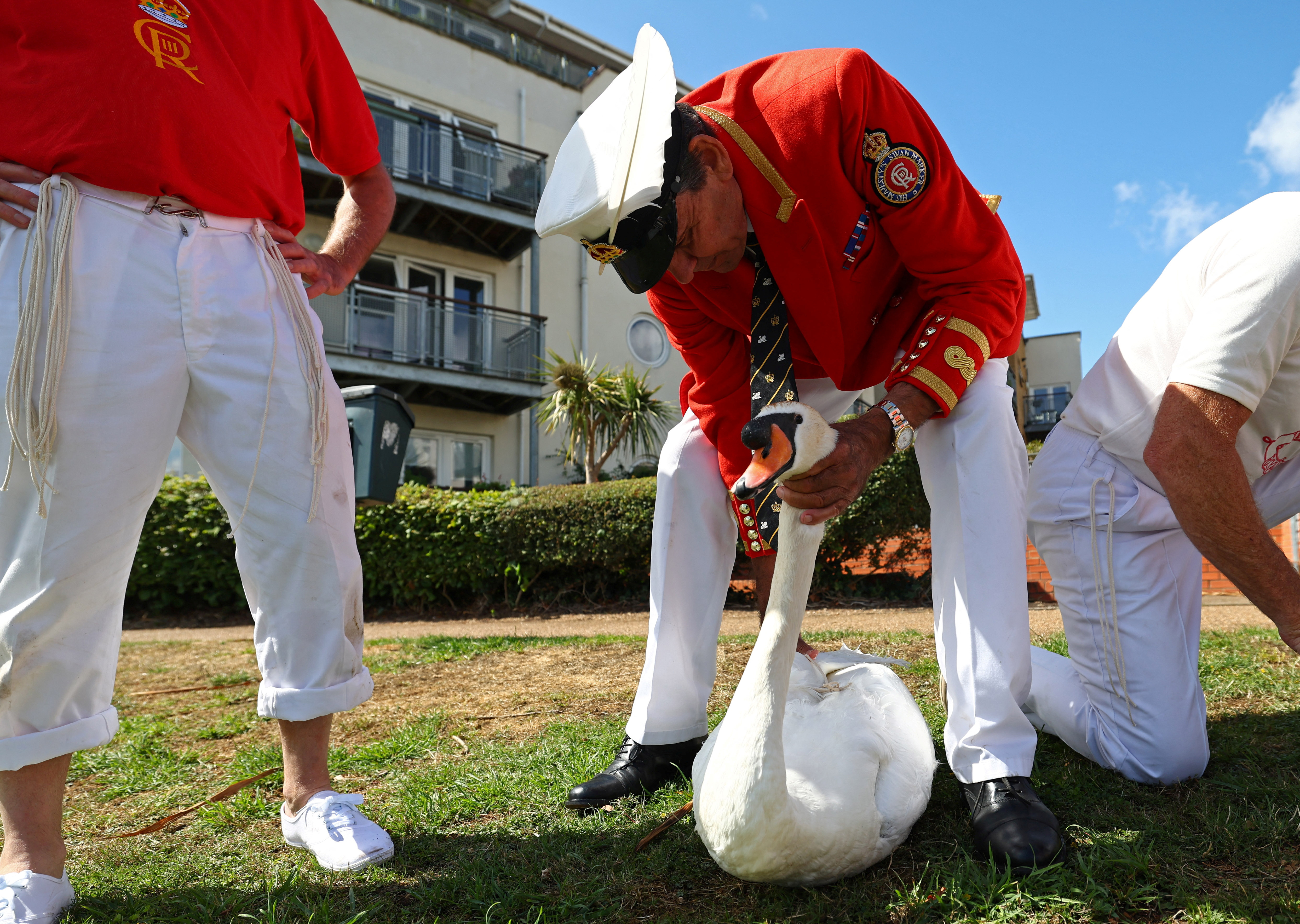 Μετρώντας κύκνους στον Τάμεση-1