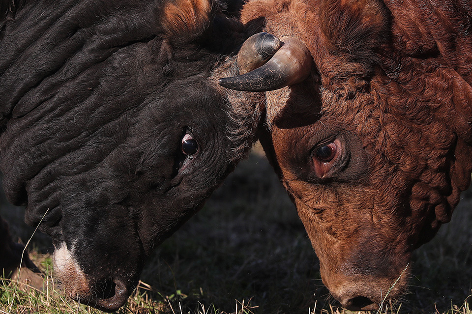 Ο Μαγκρίτ στην Ιρλανδία-4