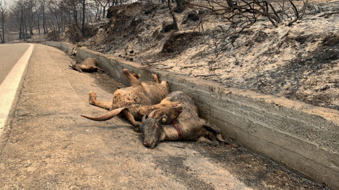 τα-ελάφια-της-ρόδου-θύματα-της-φωτιάς-562536076