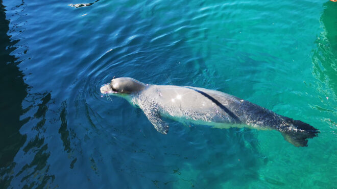 ναυμαχία-ψαράδων-στο-θαλάσσιο-πάρκ-562507732