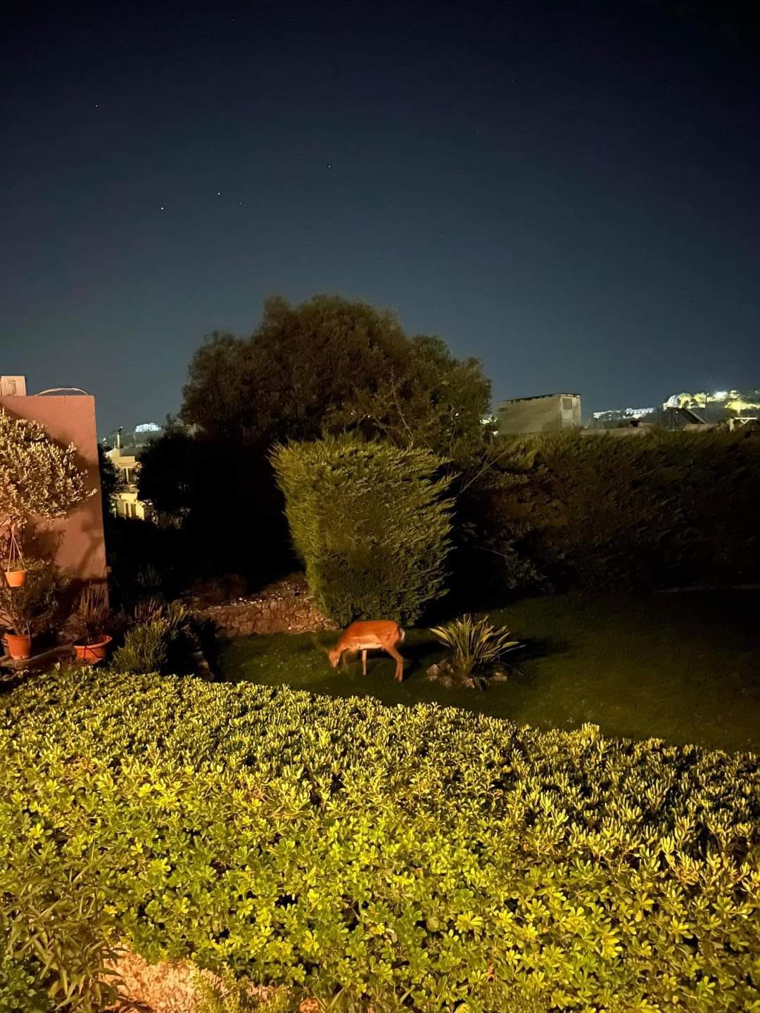 Αγώνας για να σωθούν τα ελαφάκια της Ρόδου-2