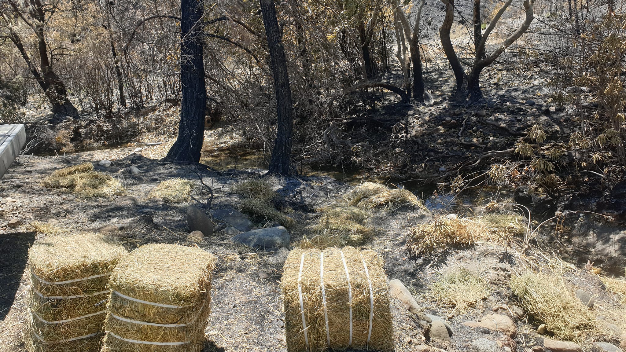 Αγώνας για να σωθούν τα ελαφάκια της Ρόδου-1