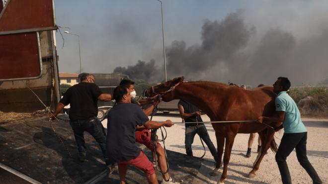 πυρκαγιές-μαζικές-διασώσεις-ζώων-562528237