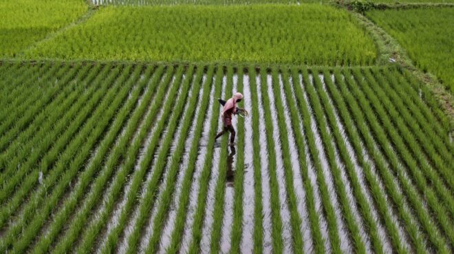 h-ινδία-απαγόρευσε-τις-εξαγωγές-ρυζιού-562533526