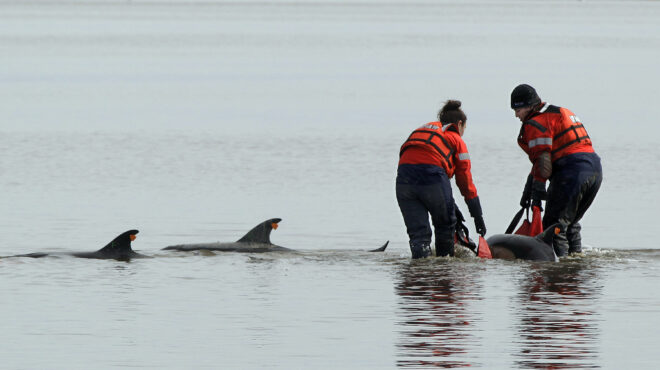 νεκρά-45-μαυροδέλφινα-που-εξόκειλαν-σε-ν-562524127
