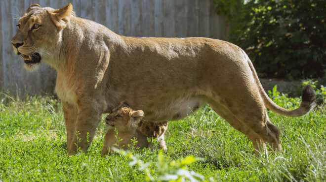 γερμανία-δεν-βρέθηκε-ακόμα-το-λιοντάρ-562531033