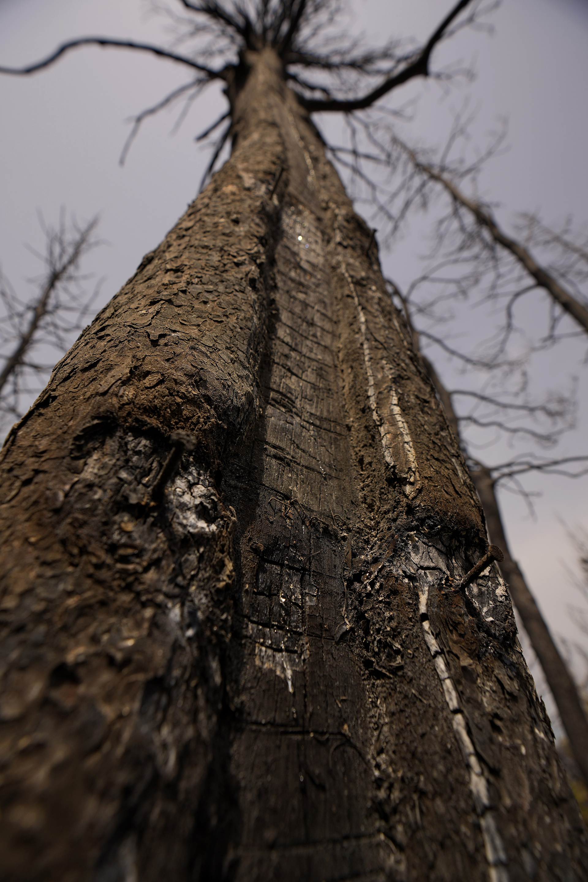 «Είμαστε ακόμα σε κίνδυνο»: Ρητινοπαραγωγοί και μελισσοκόμοι της Εύβοιας στην «Κ»-2