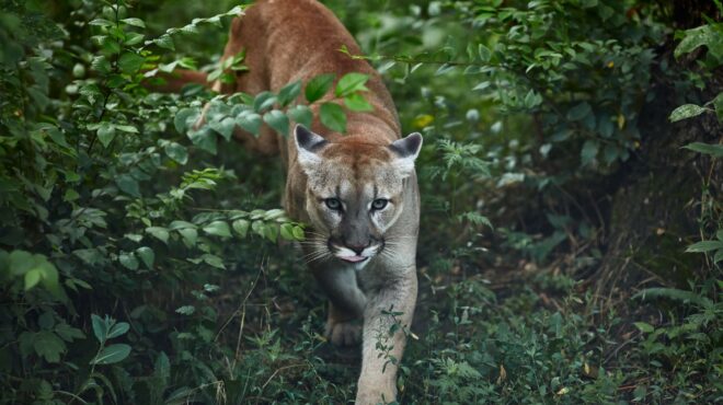 ηπα-με-ελαφρά-τραύματα-επέζησε-8χρονος-562546837
