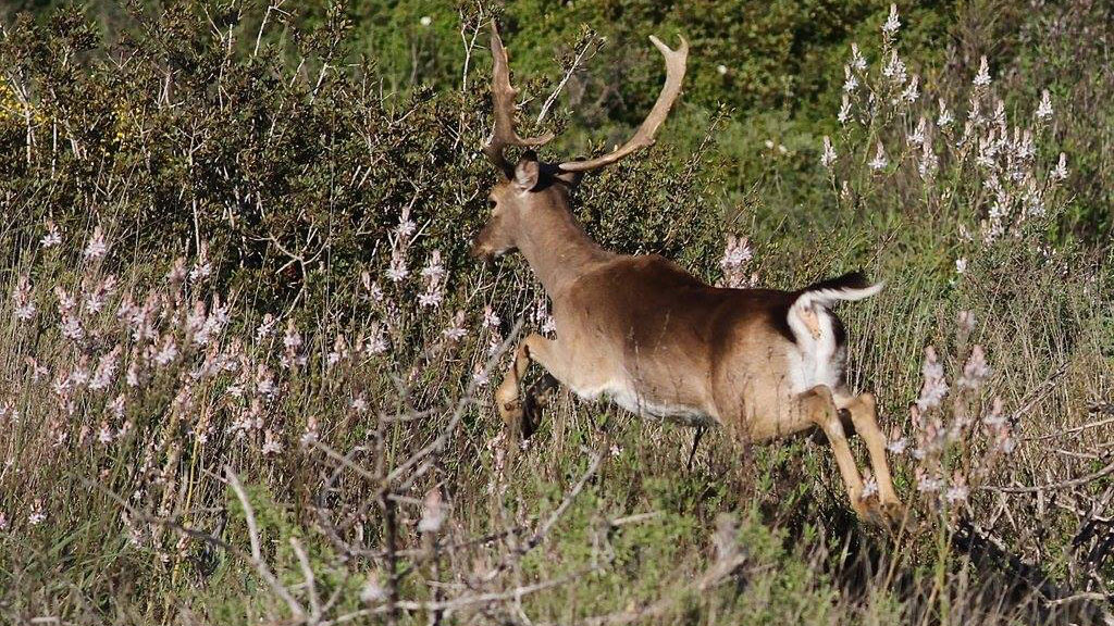 Αγώνας για να σωθούν τα ελαφάκια της Ρόδου-3