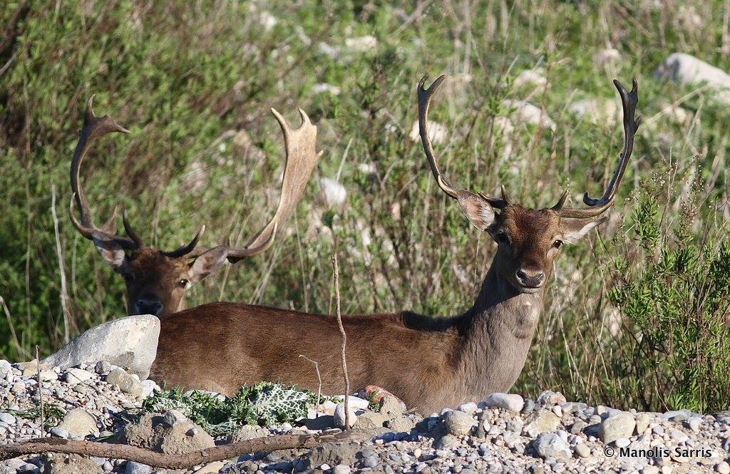 Αγώνας για να σωθούν τα ελαφάκια της Ρόδου-4