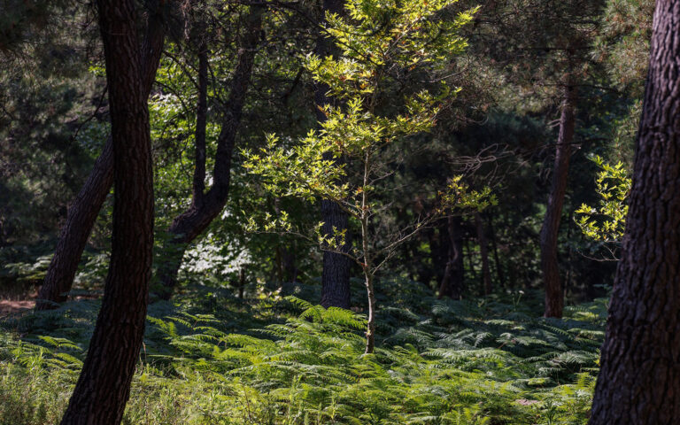 Αξιοποίηση της δασικής βιομάζας