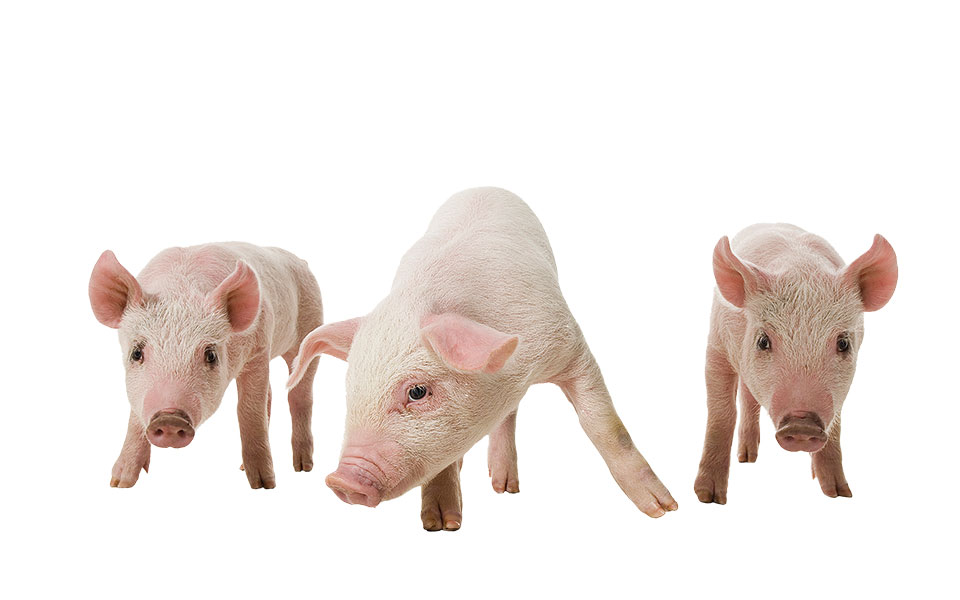 Γιατί δεν είστε βίγκαν;-2